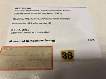 Media type: image; Invertebrate Zoology 126396